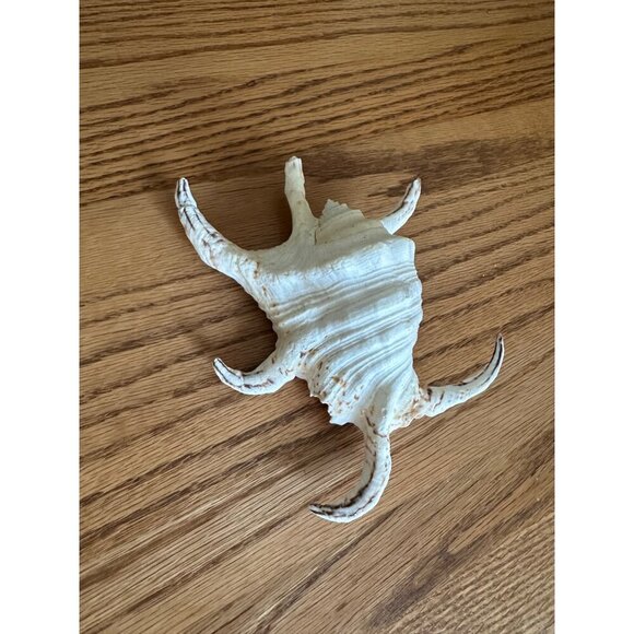 Large Spiny Murex Seashell - Natural Beach Decor 6" Decorative Spider Shell - Picture 4 of 11